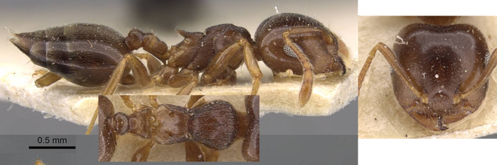 Crematogaster liebknechti