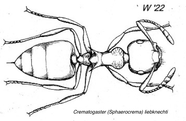 Crematogaster liebknechti