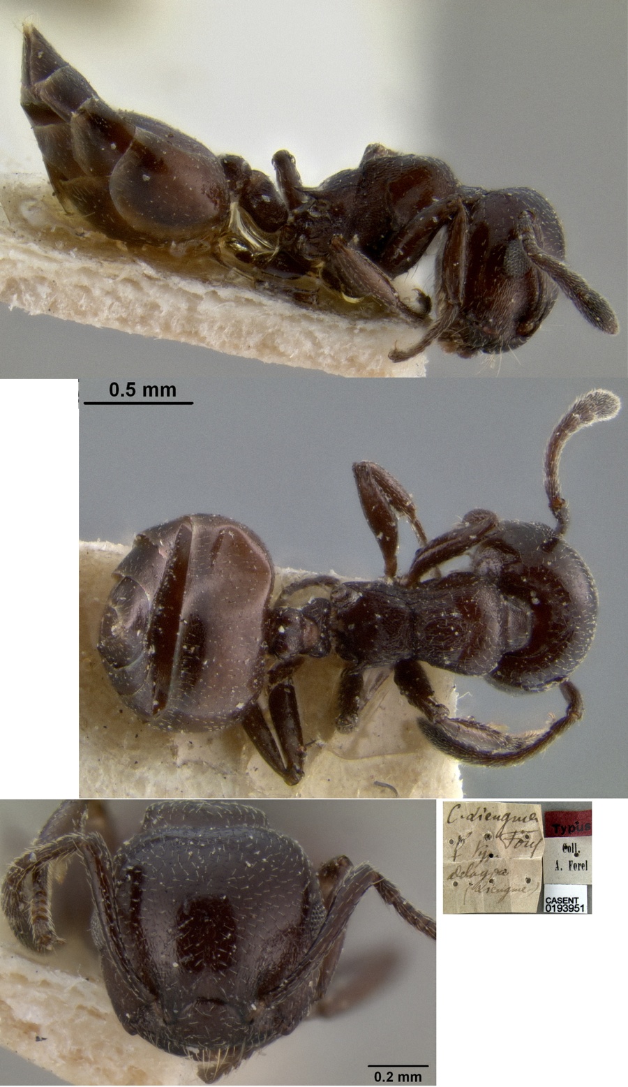 {Crematogaster (Decacrema) liengmei}