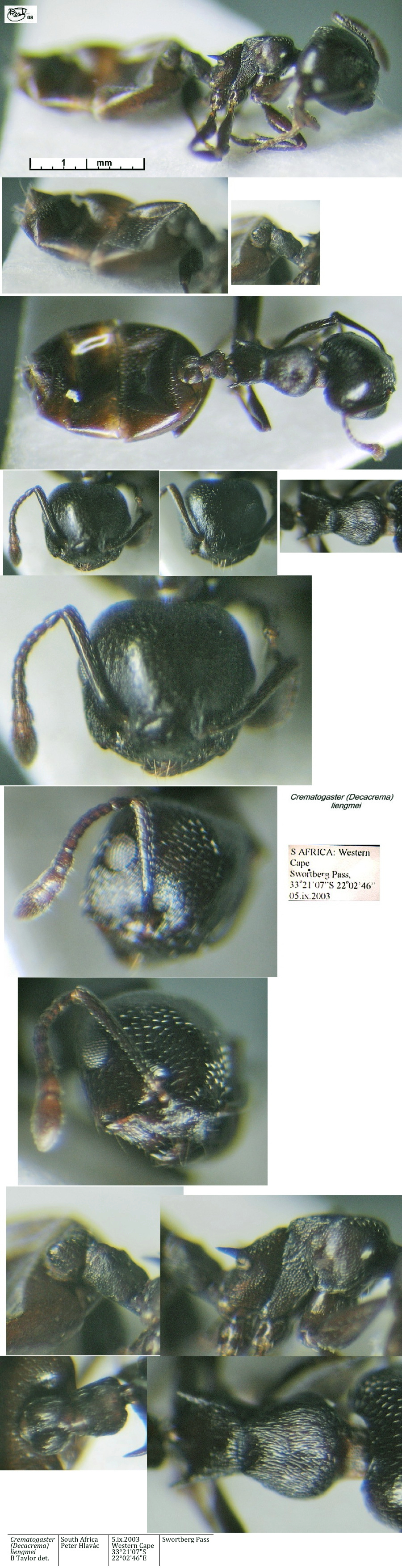 {Crematogaster (Decacrema) liengmei}