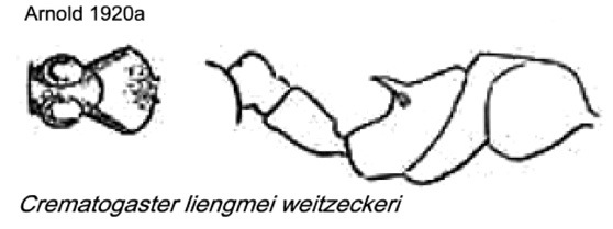 {Crematogaster liengmei weitzeckeri}