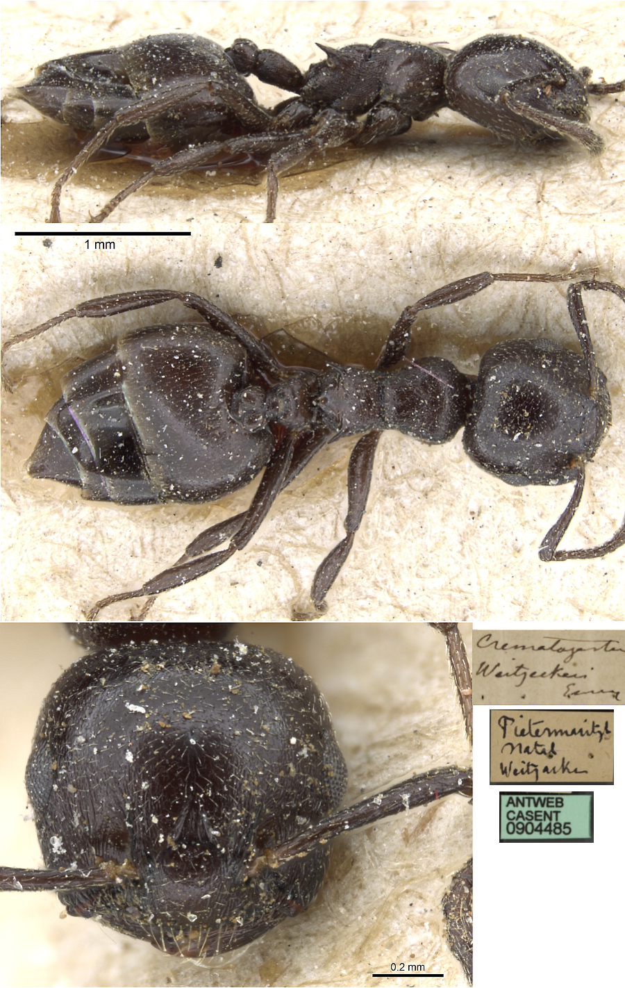 {Crematogaster (Decacrema) liengmei weitzeckeri}