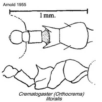 {Crematogaster litoralis}