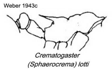 {Crematogaster (Spherocrema) lotti}