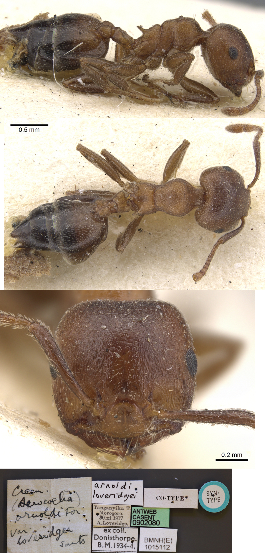 {Crematogaster loveridgei}