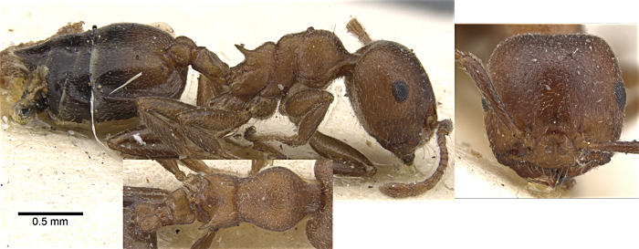 Crematogaster loveridgei