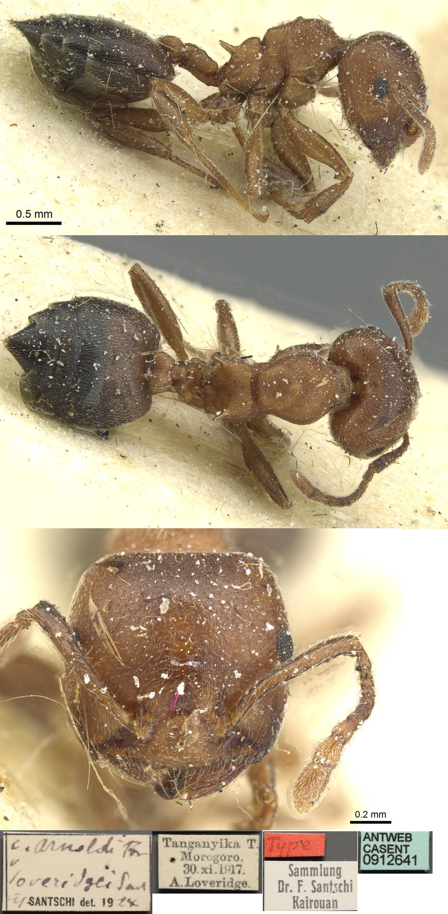 {Crematogaster loveridgei}