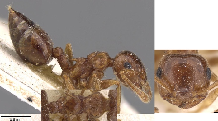 Crematogaster luctans