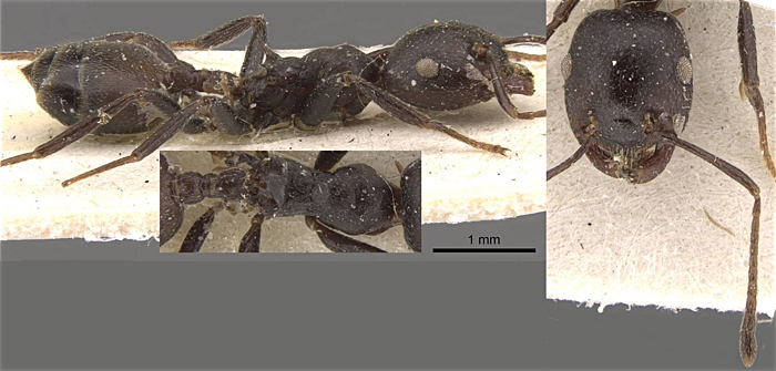 Crematogaster gracilenta