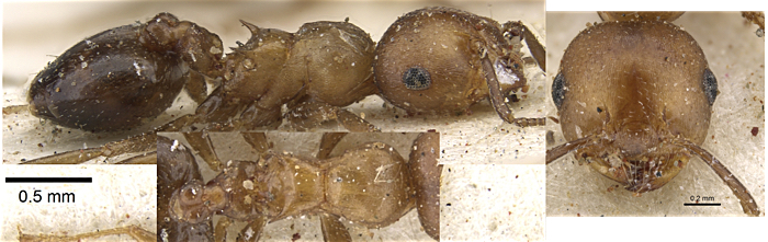 {Crematogaster maledicta}