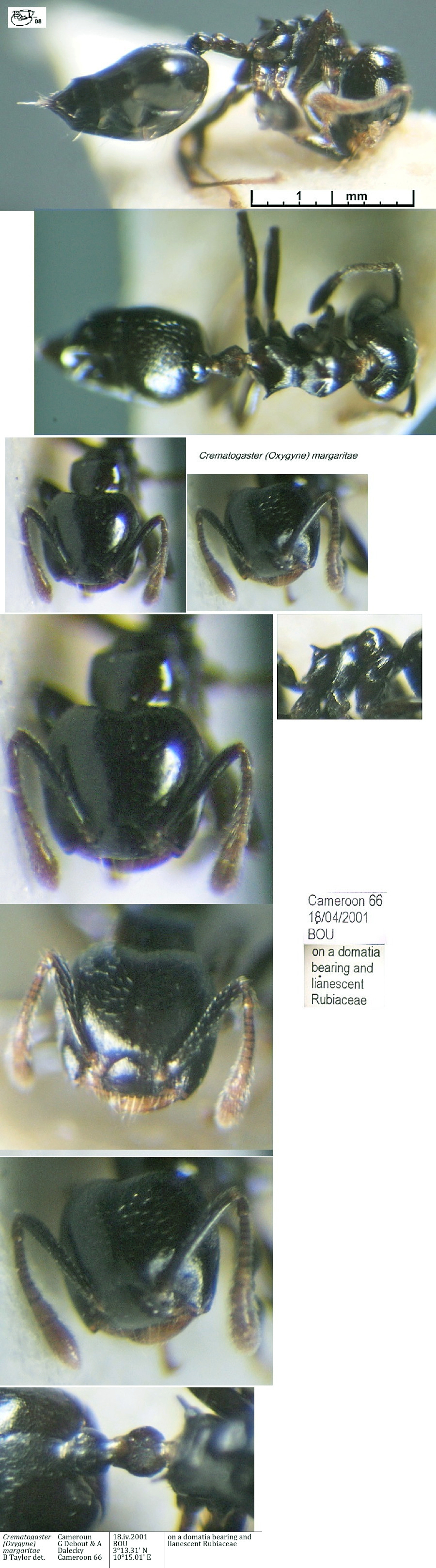{Crematogaster (Oxygyne) margaritae}
