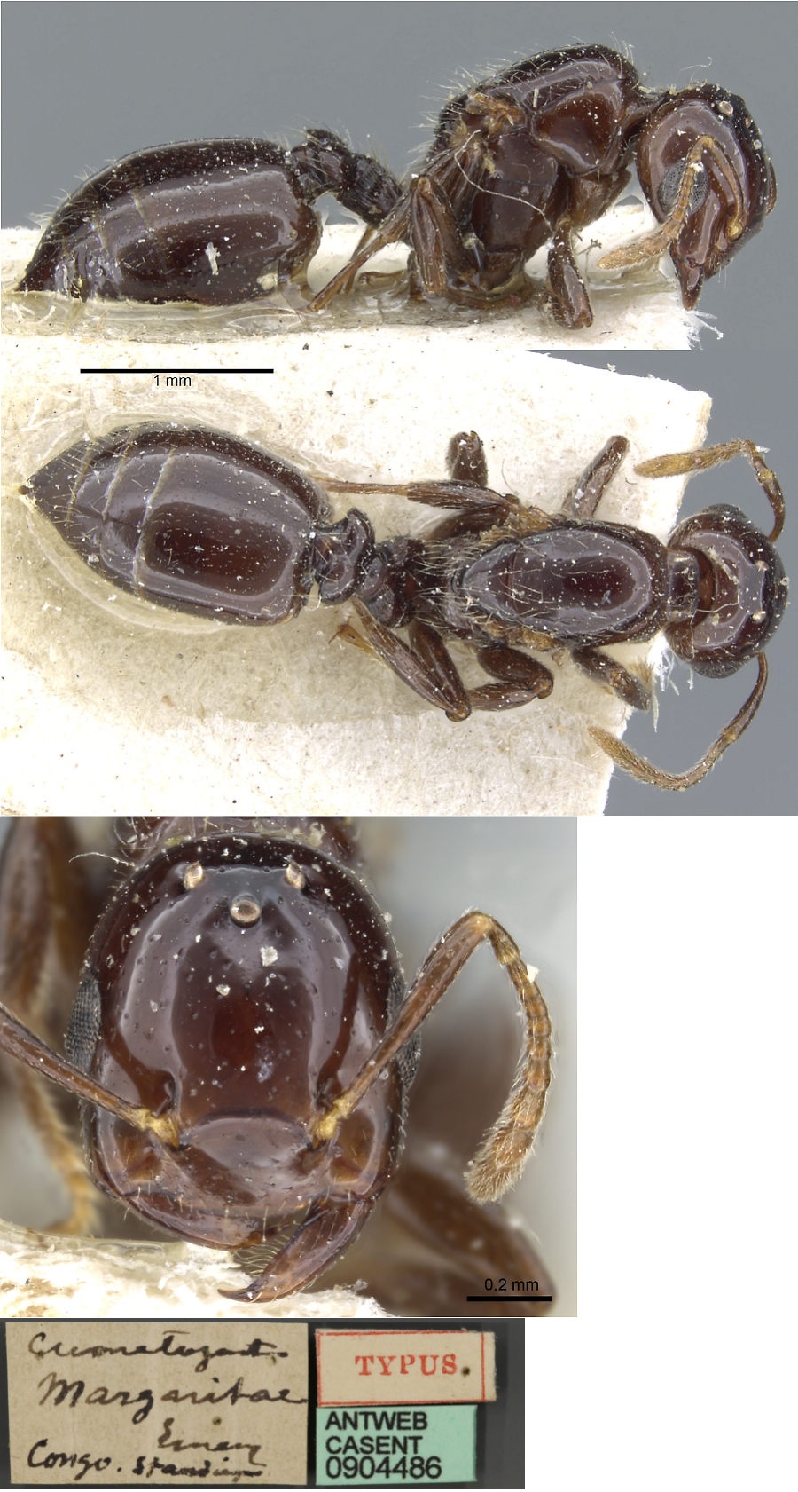 {Crematogaster margaritae queen}