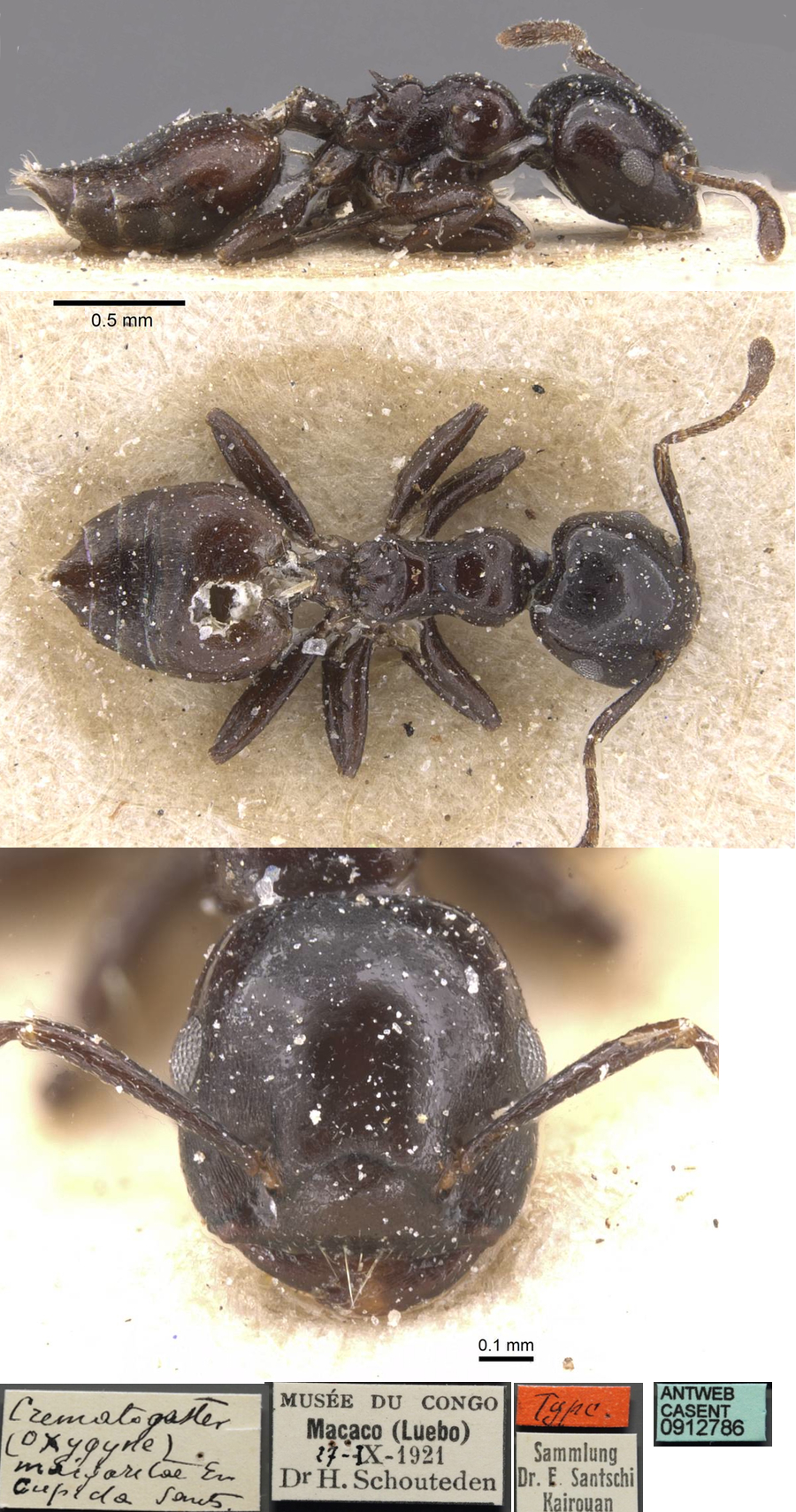 {Crematogaster margaritae cupida}