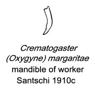 {Crematogaster margaritae mandible}