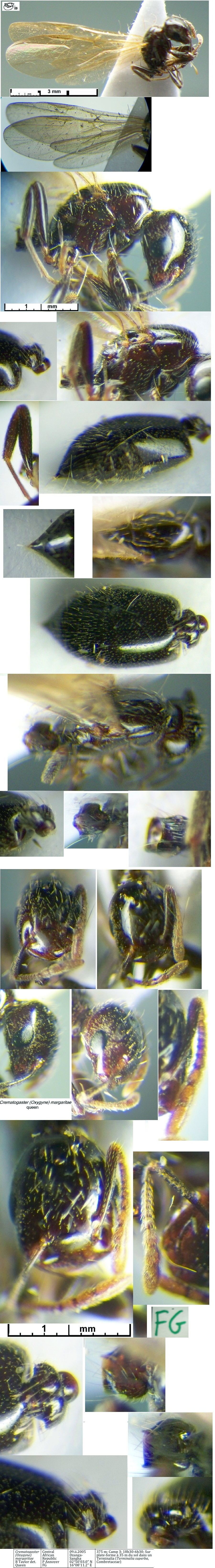 {Crematogaster margaritae queen}
