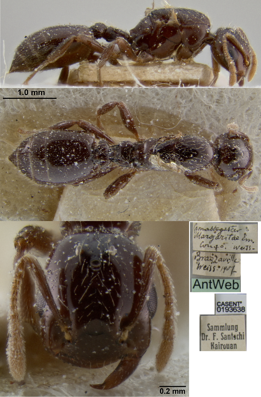 {Crematogaster margaritae queen}