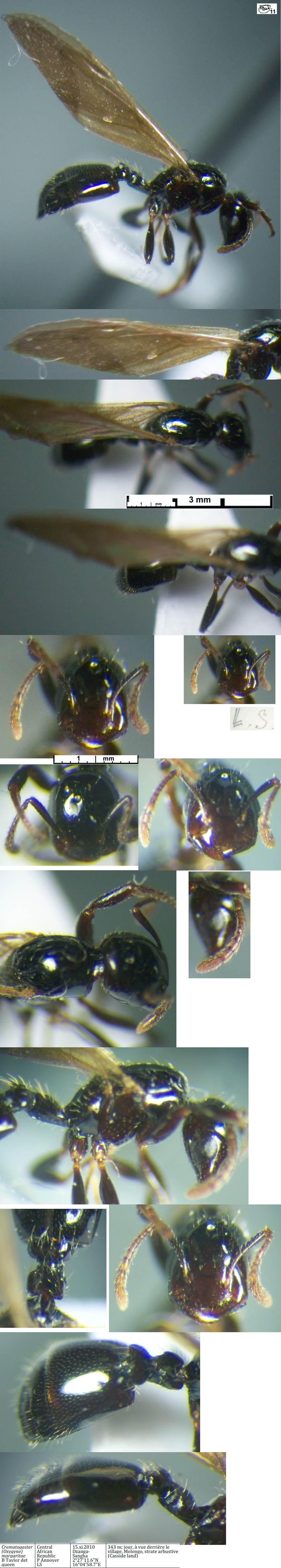 {Crematogaster margaritae queen}