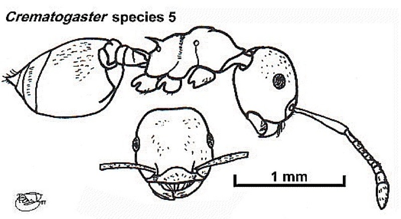{Crematogaster species 5}