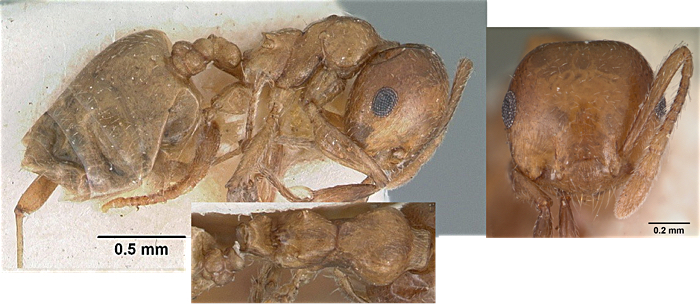 Crematogaster marnoi