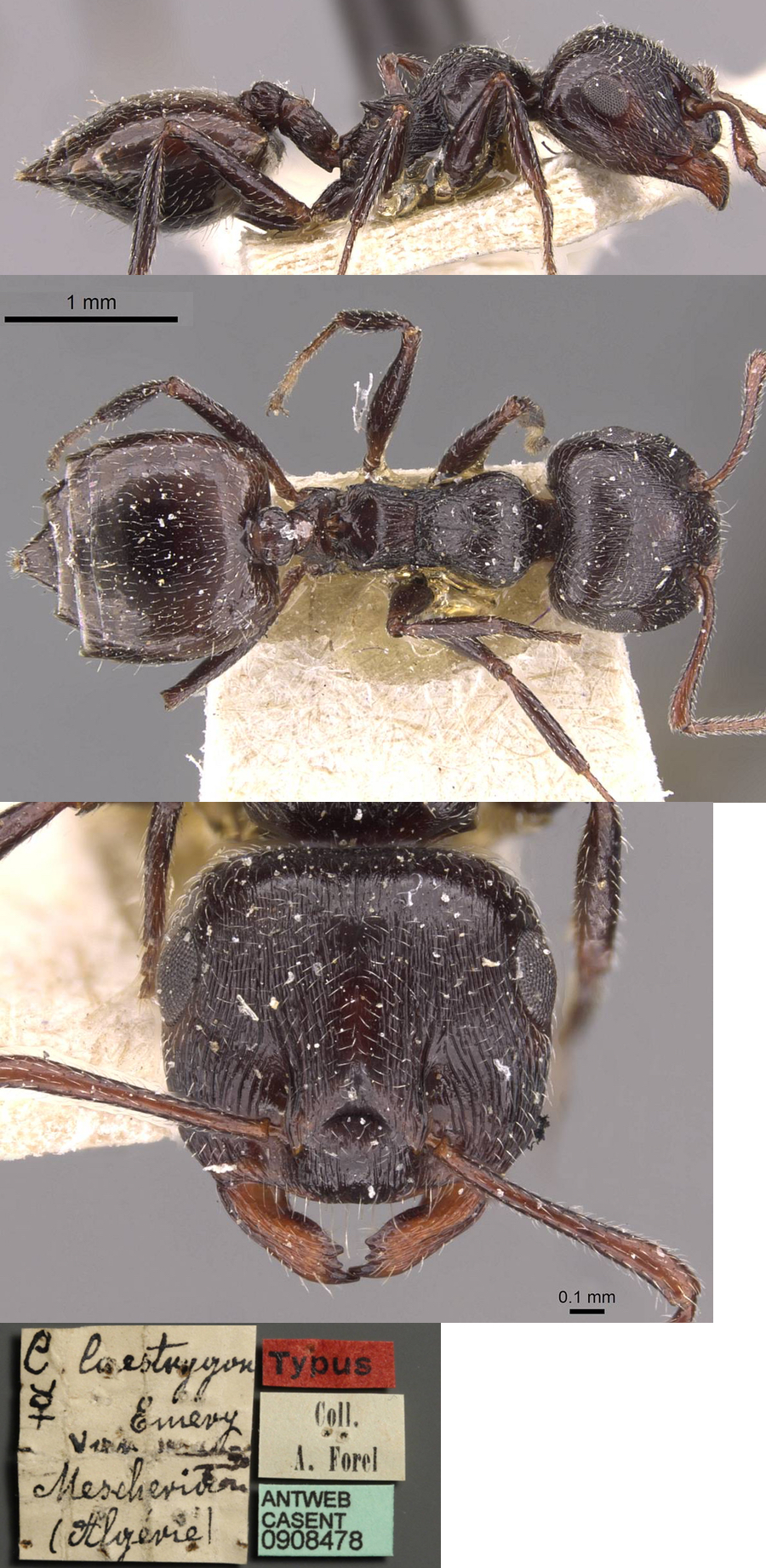 Crematogaster maura