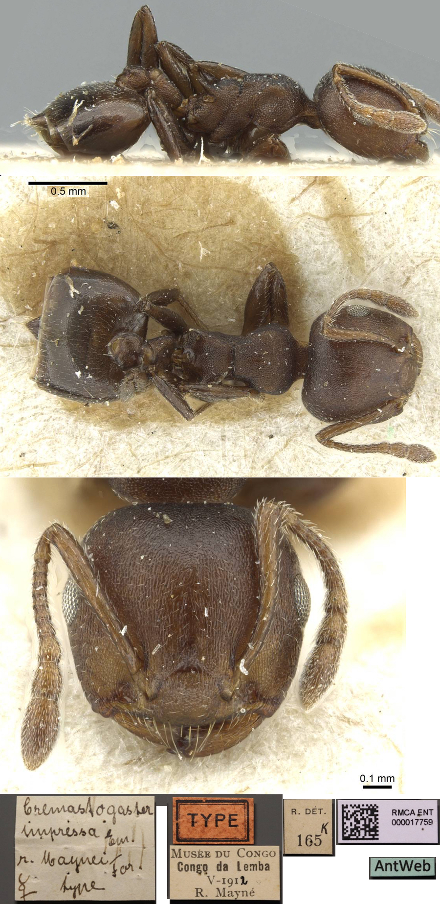 {Crematogaster maynei}