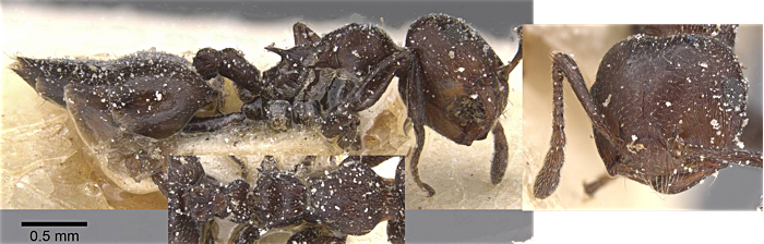 Crematogaster insidiosa