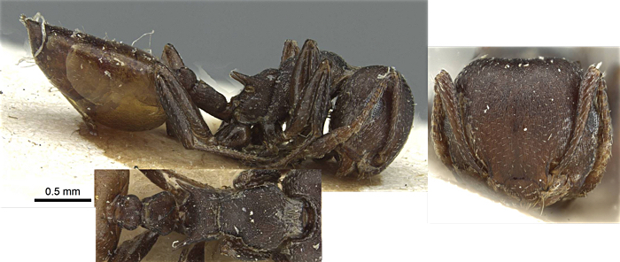 Crematogaster yambateneis