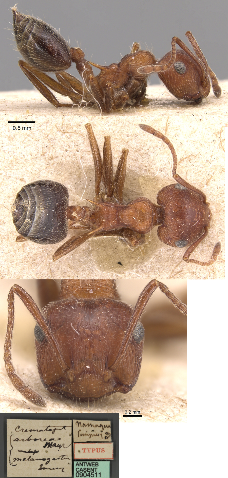 {Crematogaster melanogaster}