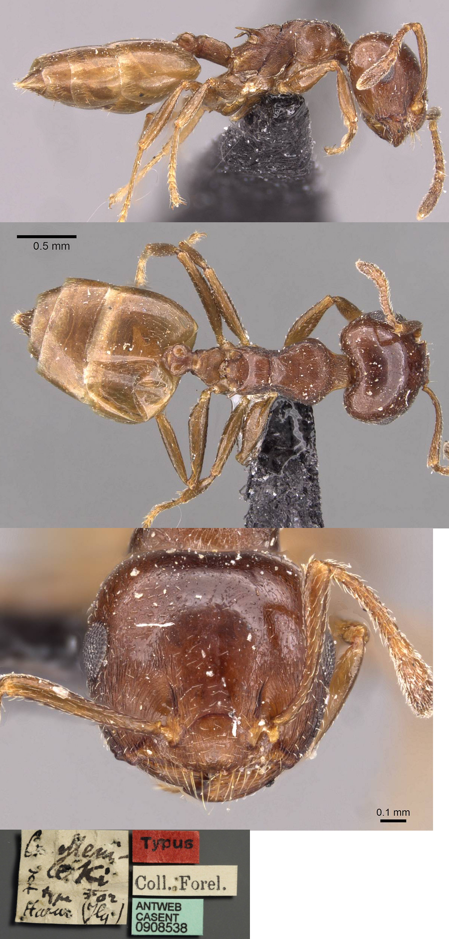 {Crematogaster menilekii}