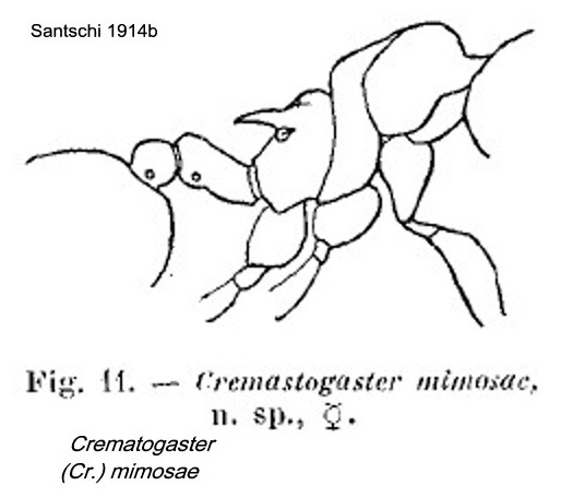 {Crematogaster mimosae}