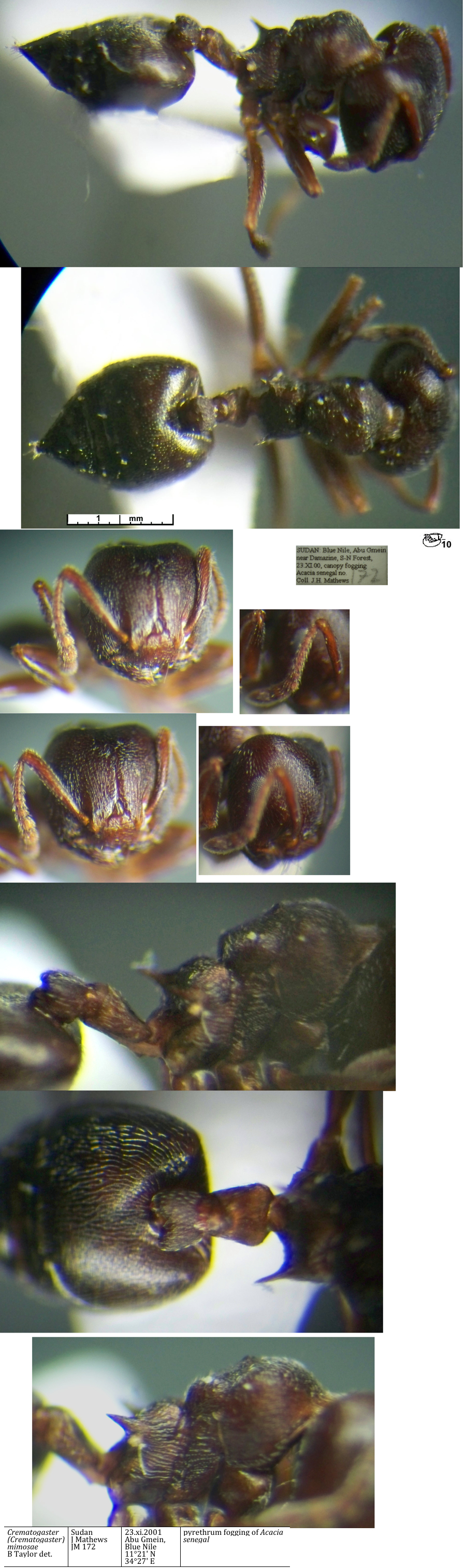 Crematogaster mimosae major