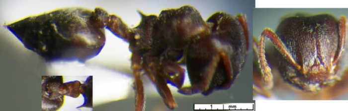 Crematogaster mimosae