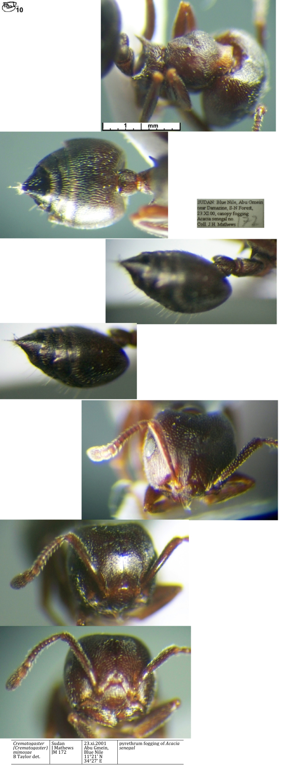 Crematogaster mimosae minor