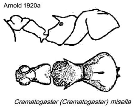 {Crematogaster misella}