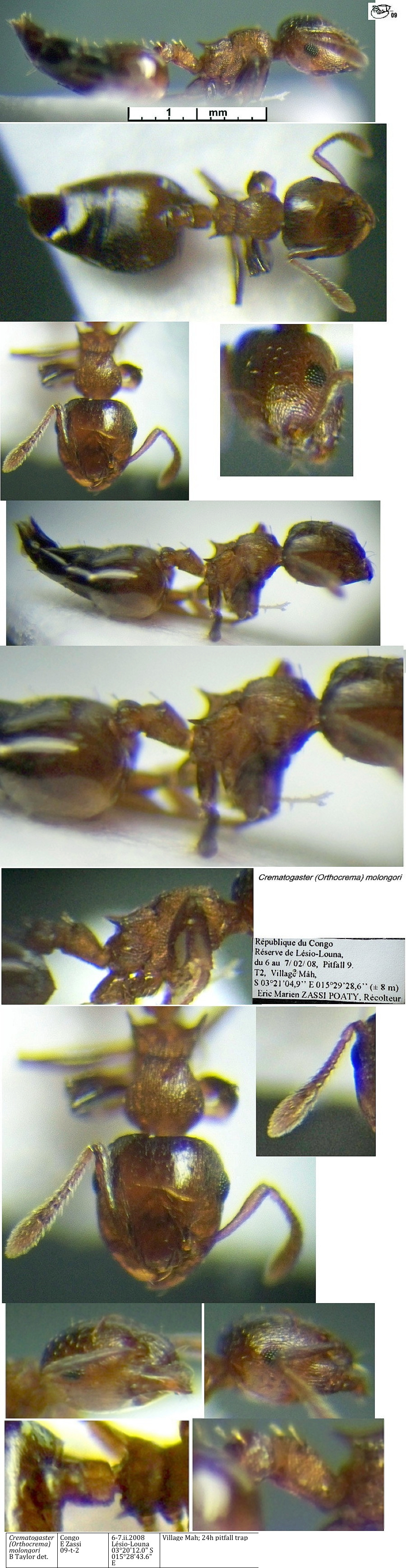 {Crematogaster (Orth.) molongori}