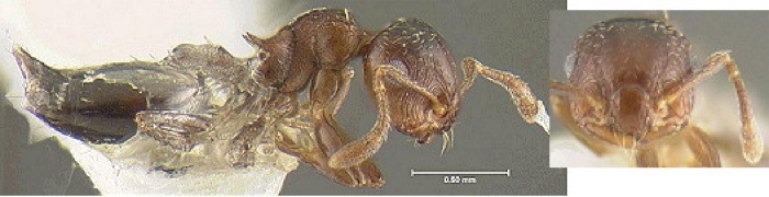 Crematogaster molongori