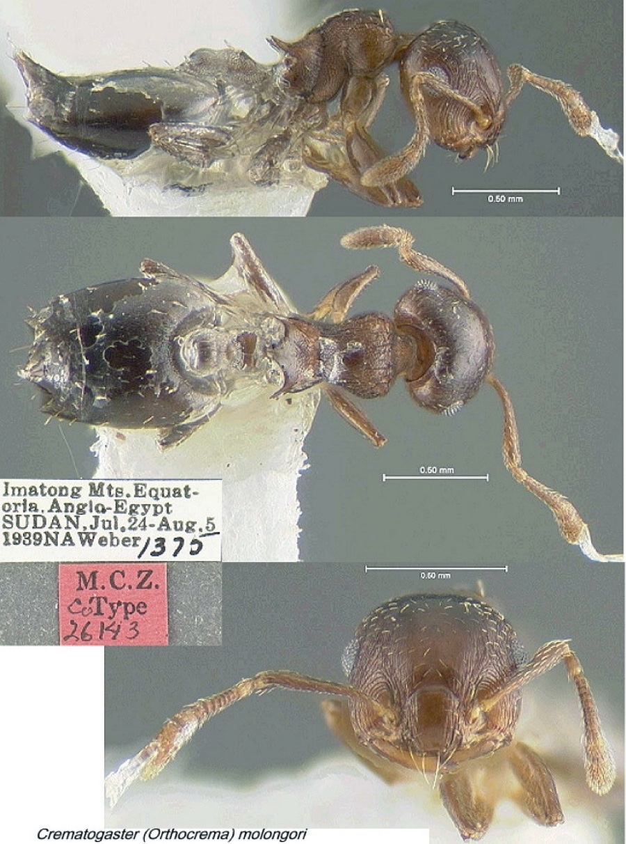 {Crematogaster (Orth.) molongori}