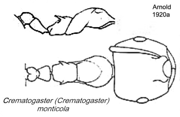 {Crematogaster monticola}