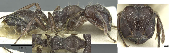 Crematogaster mottazi