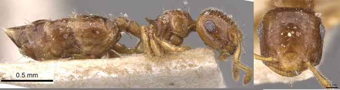 Crematogaster natalensis