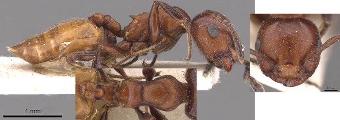 Crematogaster neuvillei