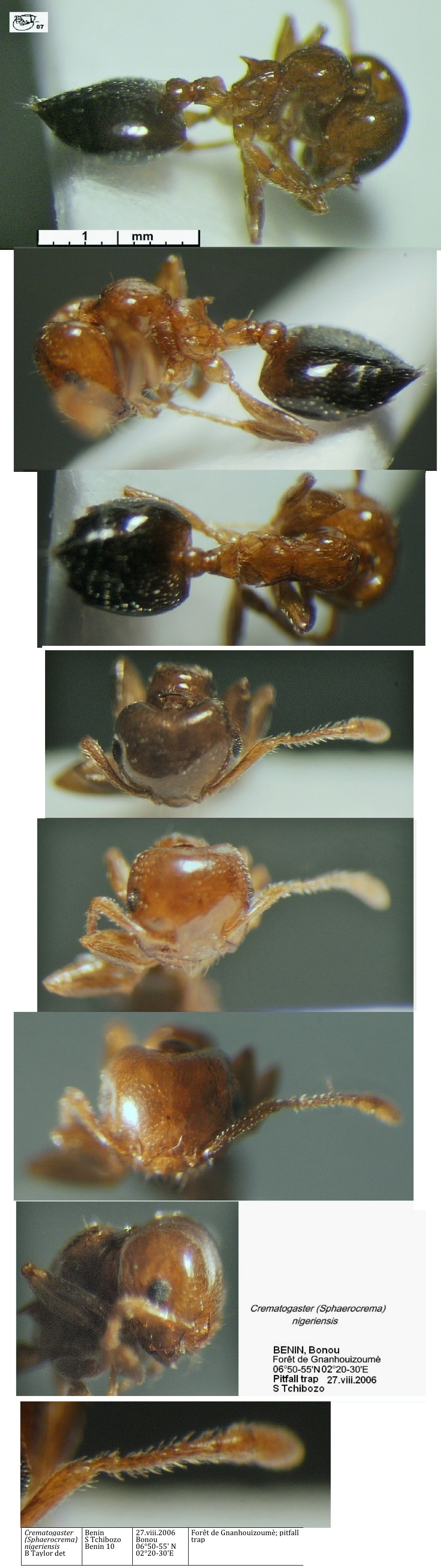 {Crematogaster nigeriensis}