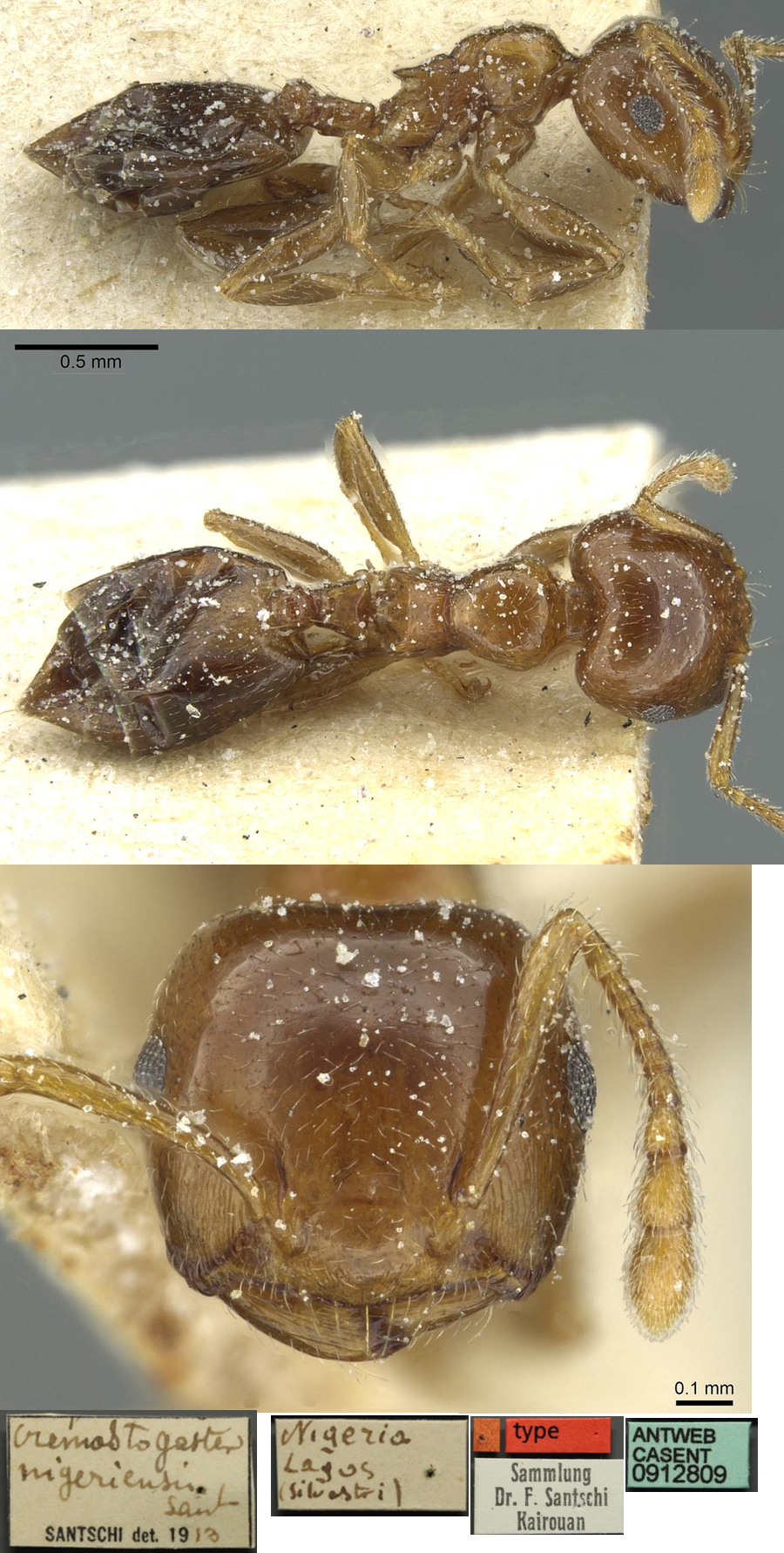 {Crematogaster nigeriensis}