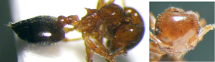 {Crematogaster nigeriensis}