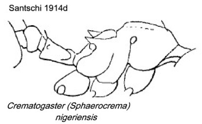 {Crematogaster nigeriensis}