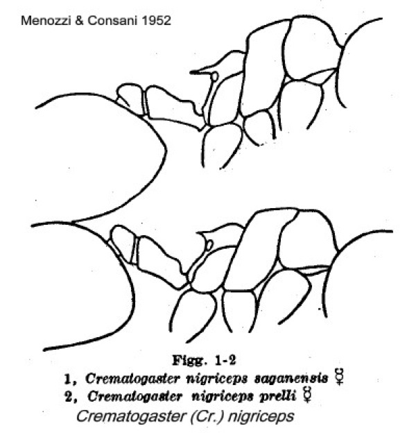 {Crematogaster nigriceps varieties}