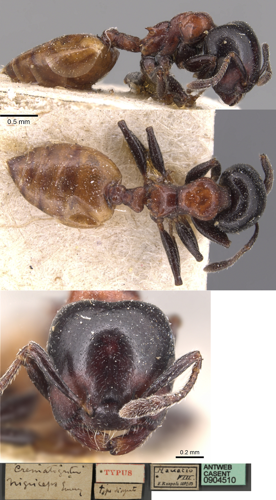 {Crematogaster nigriceps}