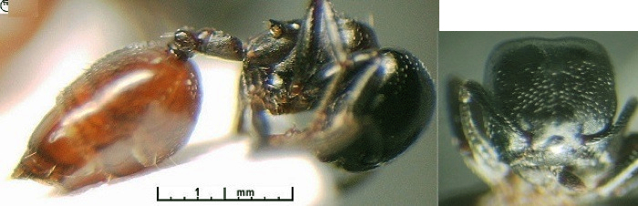 {Crematogaster nigriceps}