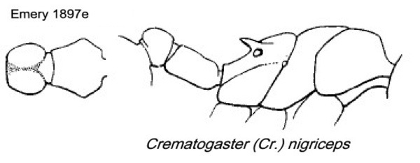 {Crematogaster nigriceps}