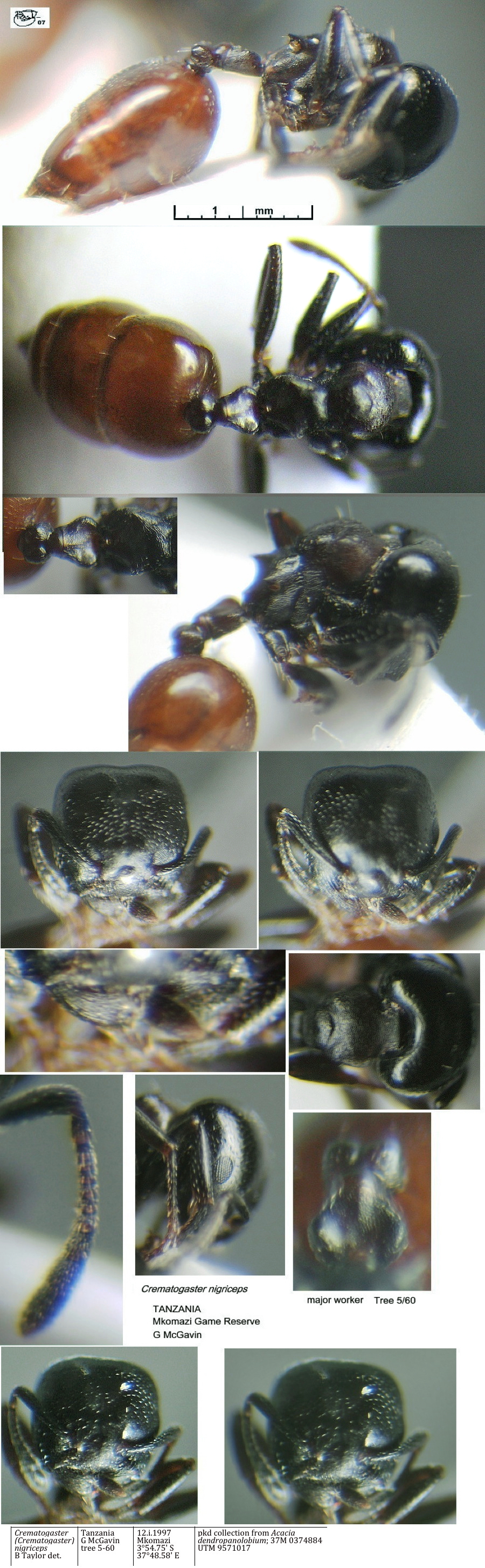 {Crematogaster nigriceps major}